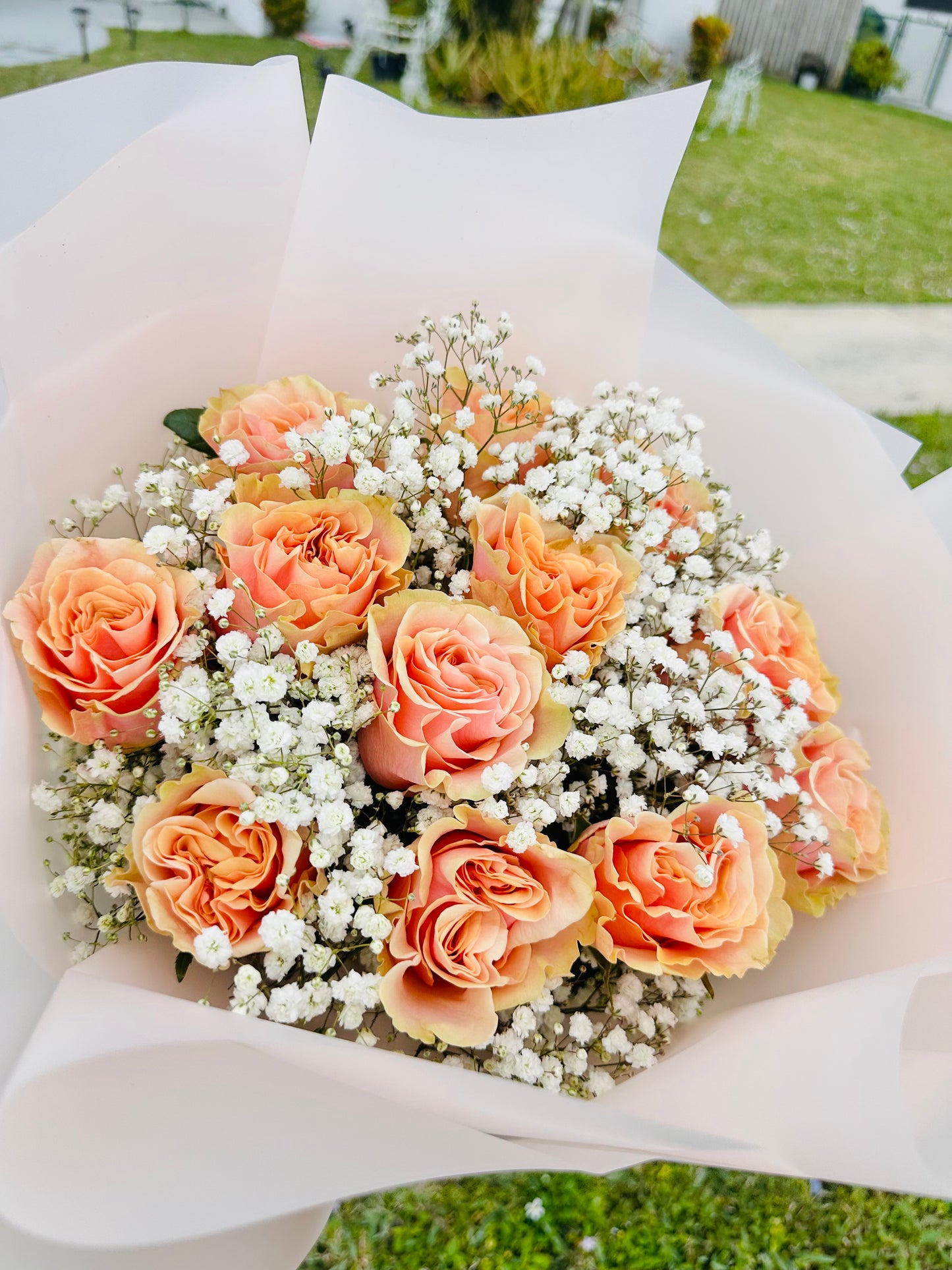 Beautiful Rose